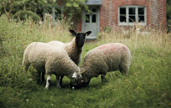 sustainable sheep wool